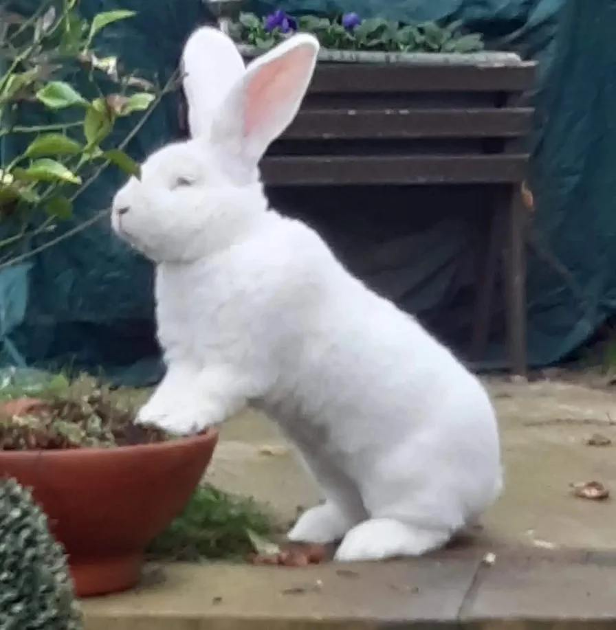 Jester the Giant Bunny