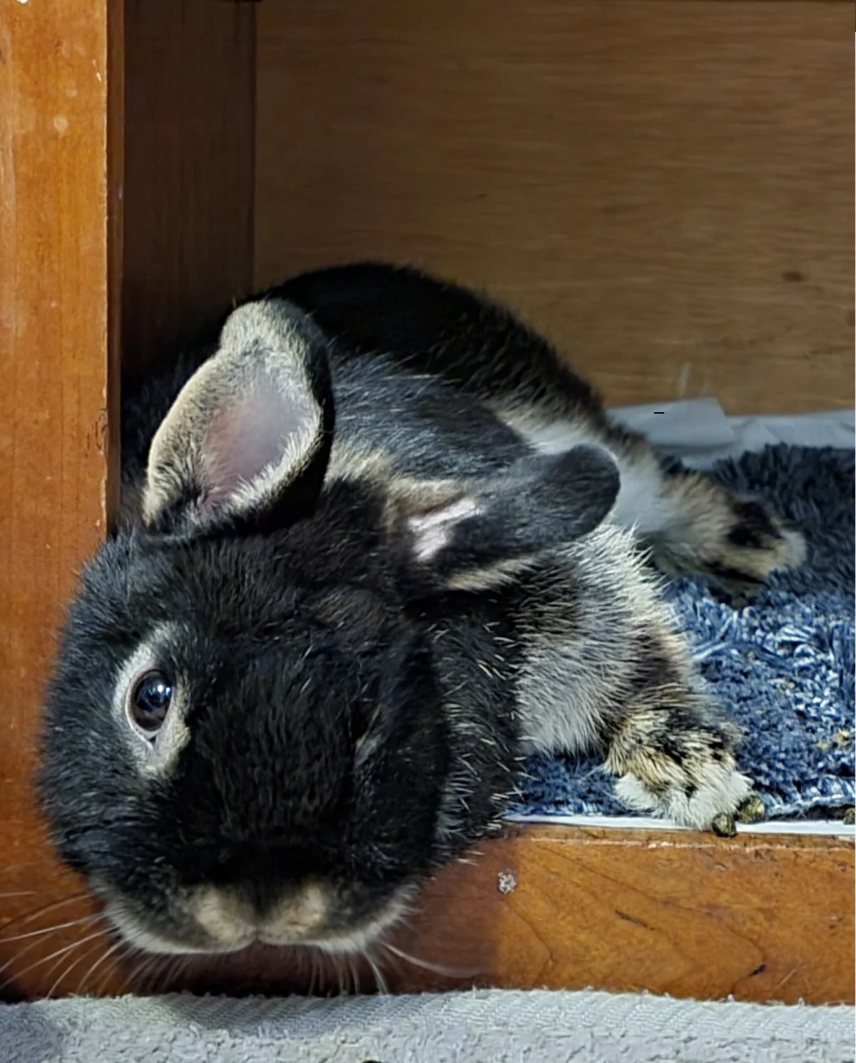 Little relaxed bunny