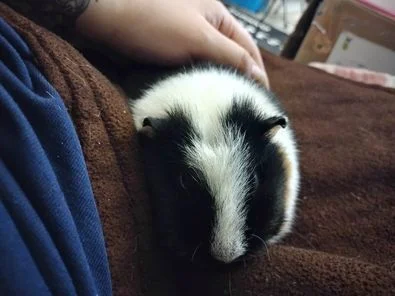 Pepper