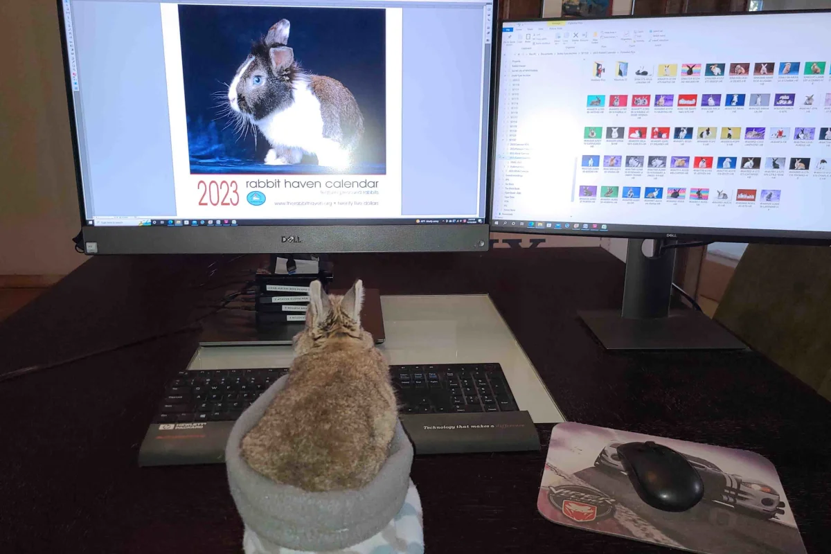 Abigail helps Dad choose the cover bun for the 2023 Rabbit Haven calendar.