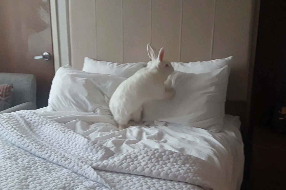 Belinda Says Hay: “Midwest BunFest and More”
