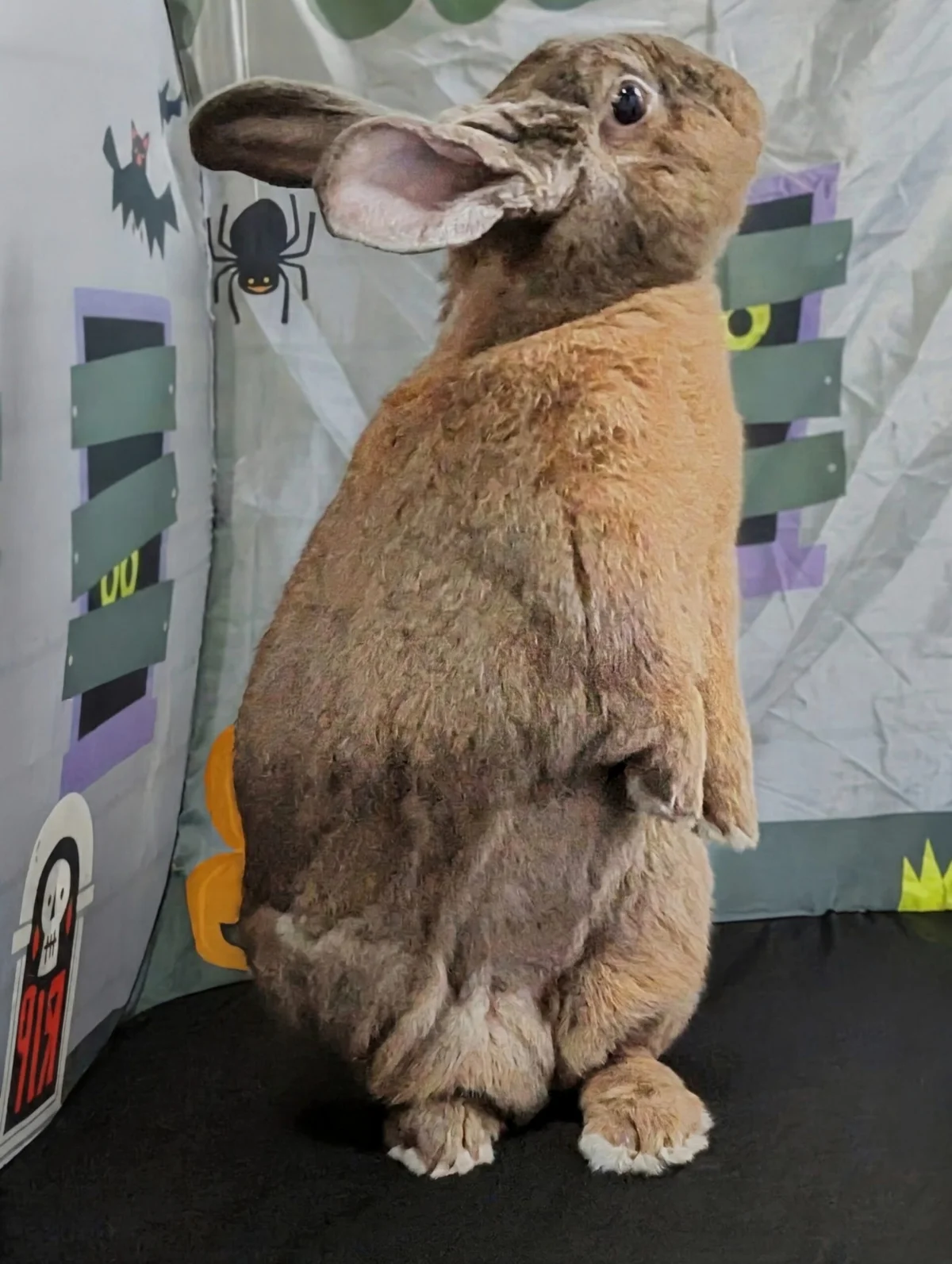 Larry in the haunted house