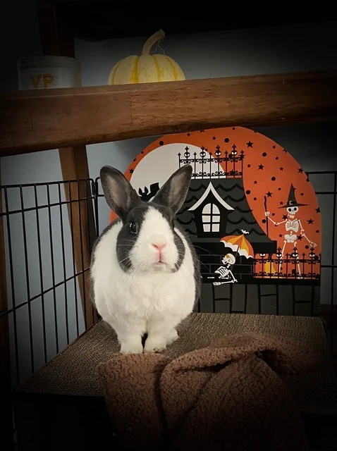 Yoshi on her Halloween Castle