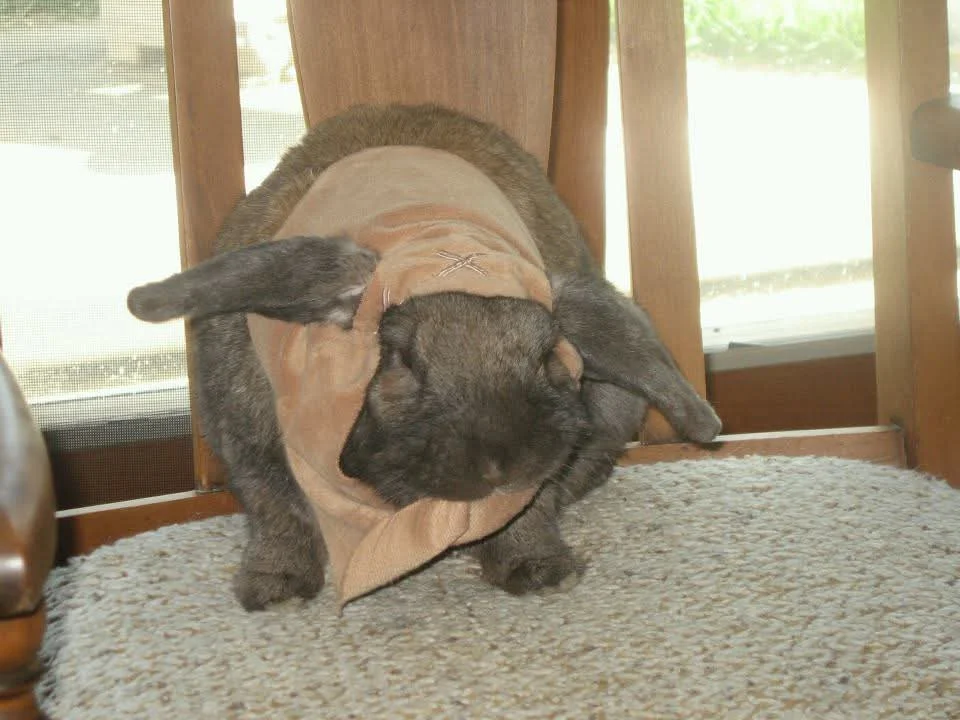 Charlie as an Ewok from Star Wars