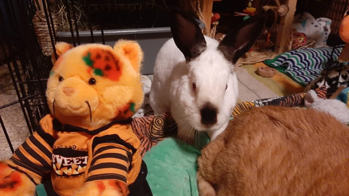 Curtis with bear and cat butt