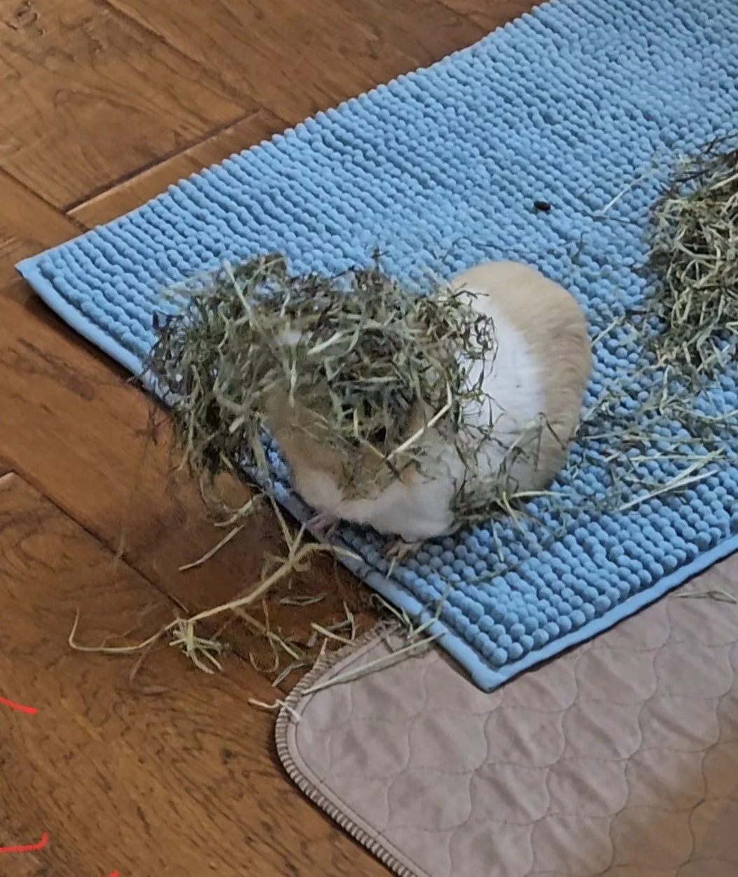 Daisy the forager