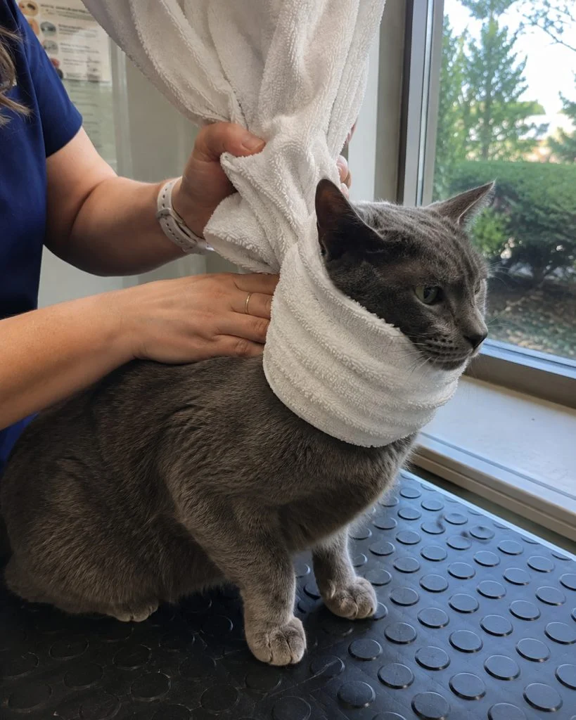 An AI-generated image of a cat in a towel restraint.