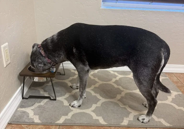 Helping Senior Pets Eat: Comfort, Pain Relief and Practical Feeding Changes
