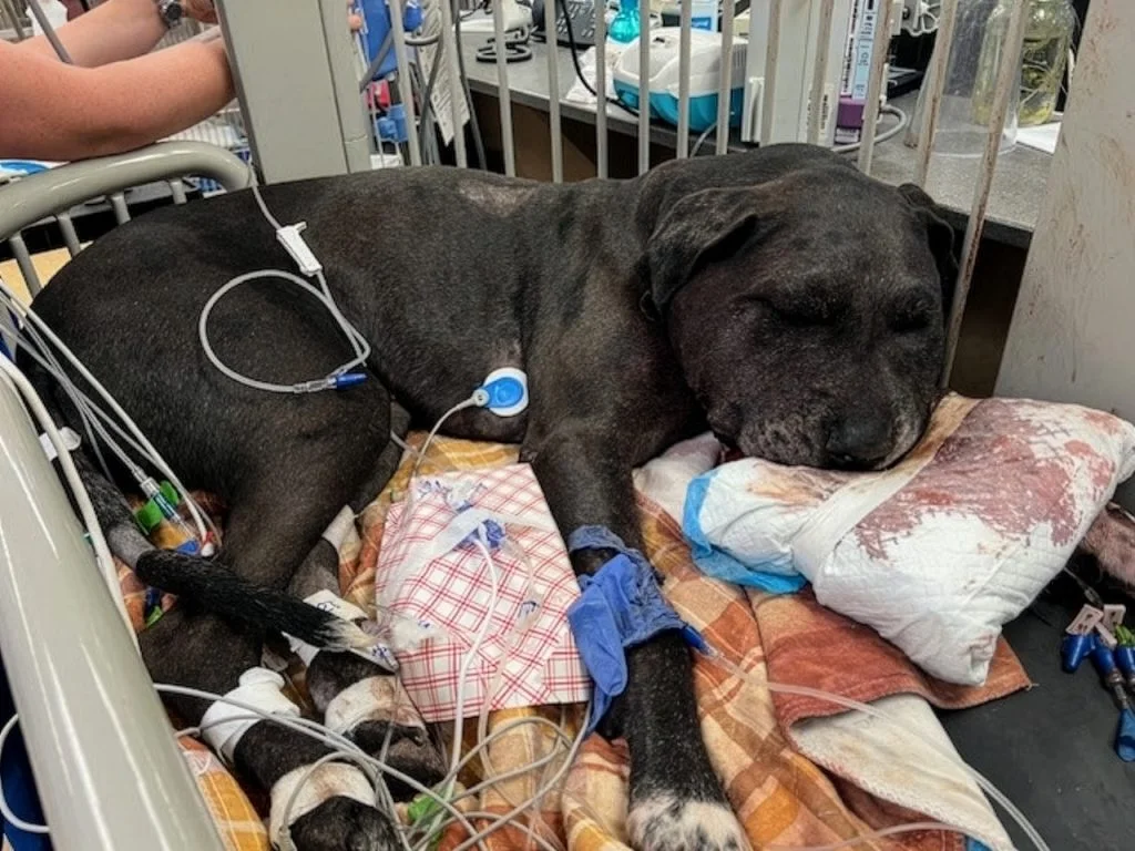 Snakebite in Dogs: Antivenom, Supportive Care and New Research