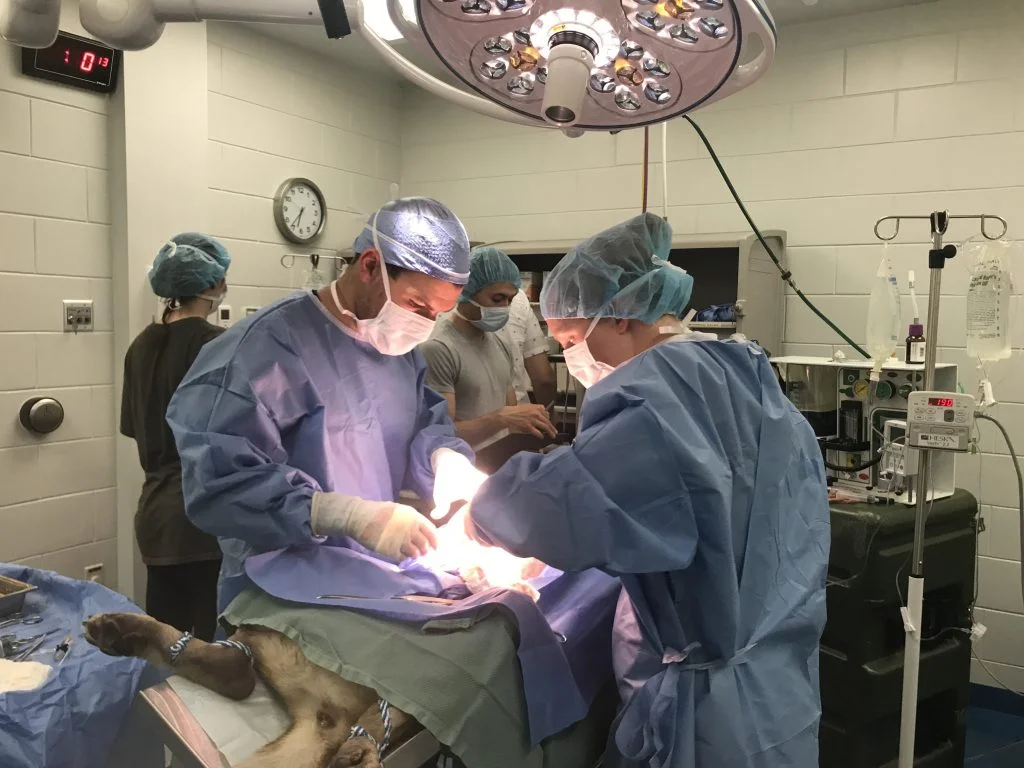 10 Practical Ways to Make Relief Veterinarian Shifts Work Better