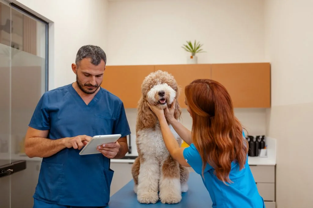 Measuring AI’s Return in Veterinary Practices Starts With Team Adoption