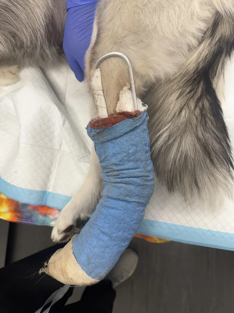The hind leg of a dog in post-operative bandaging. 