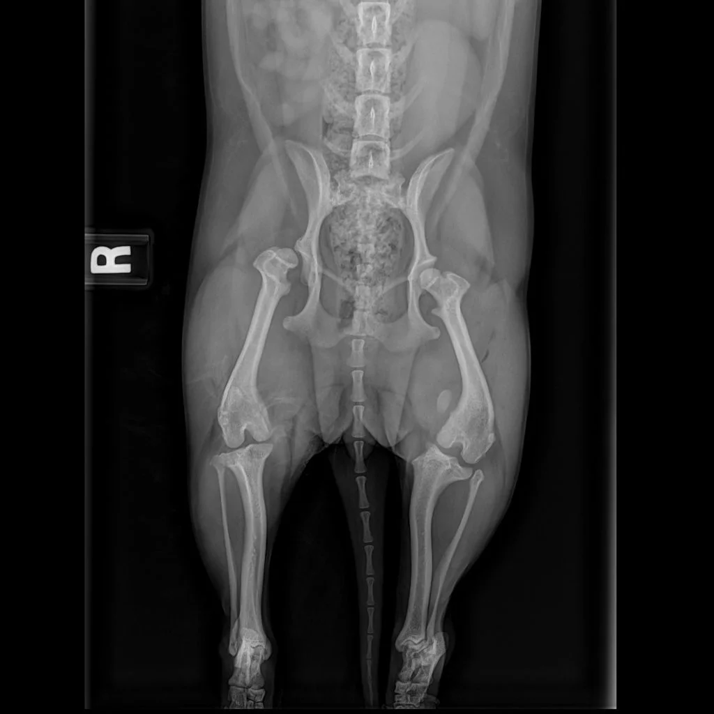 Clear Surgical Conversations Help Pets Recover With Better Support