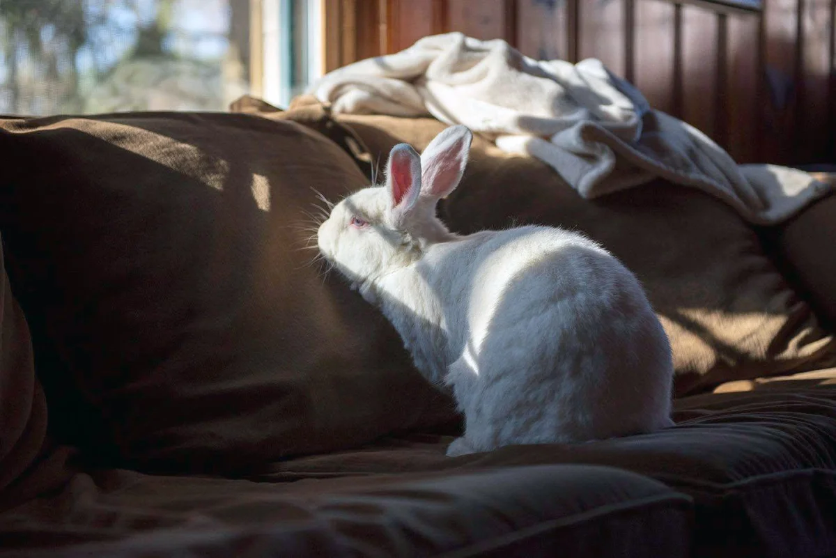Belinda Says Hay: “Do Rabbits Like Cold Weather?”
