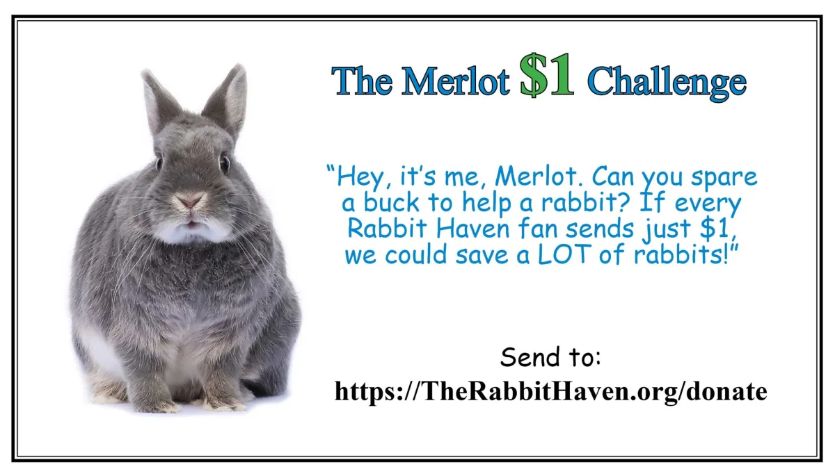 Belinda Says Hay: “Merlot’s Project”