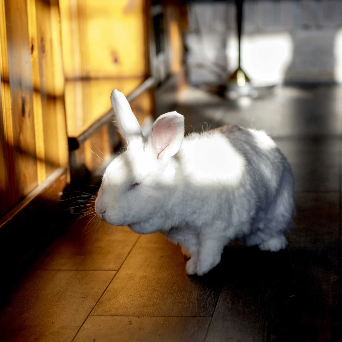 Belinda Says Hay: “Blind Rabbit? Here’s How to Help”
