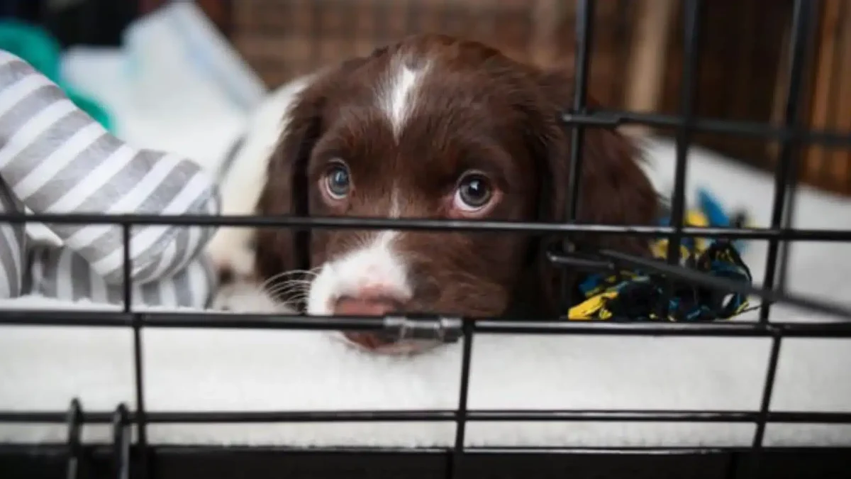 How to Crate Train Your Dog for The Night?