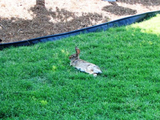 Belinda Says Hay: “Baby Bunnies”