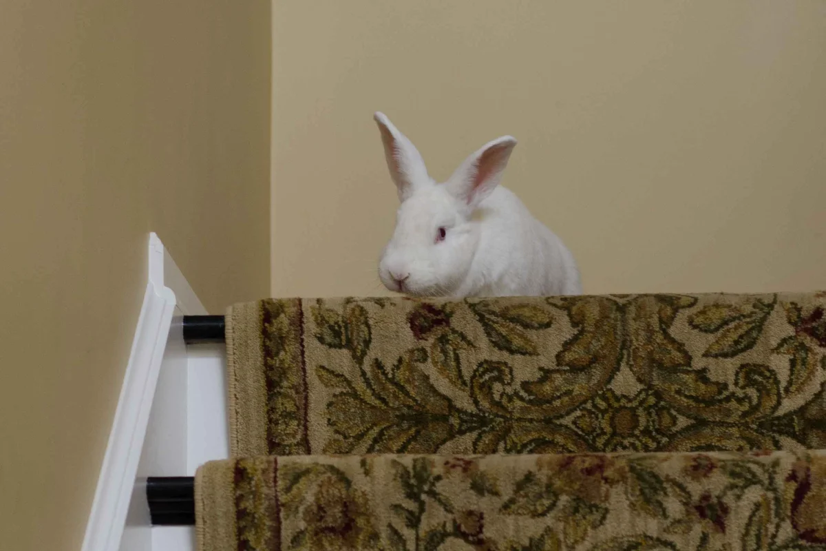 Belinda Watches Her Roommate Belinda white rabbit on stairs