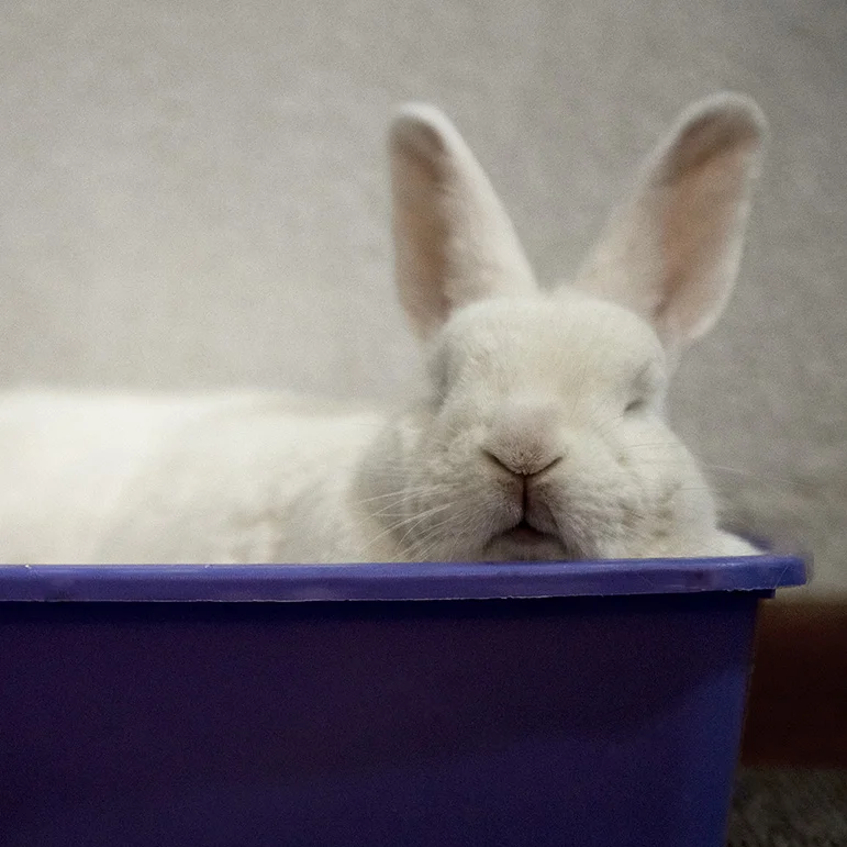 Belinda naps in the litterbox. Belinda asleep in the loo.