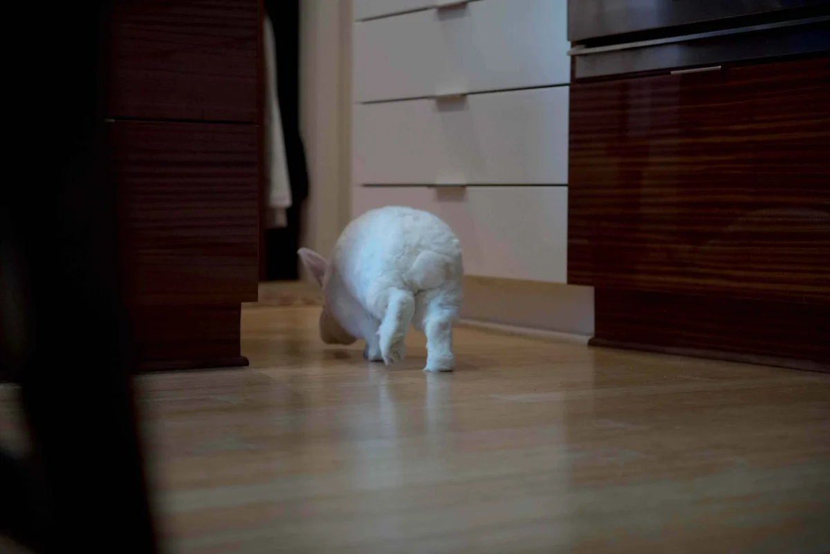 Belinda Runs from Her Roommate Belinda the spokesrabbit runs to the file cabinet
