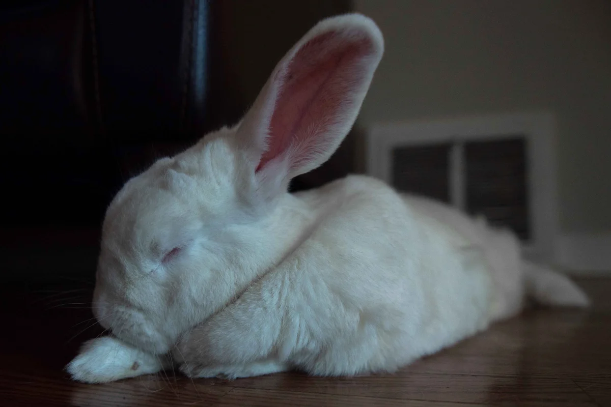 Belinda Says Hay: “Your Rabbit Is Not Sleepy”
