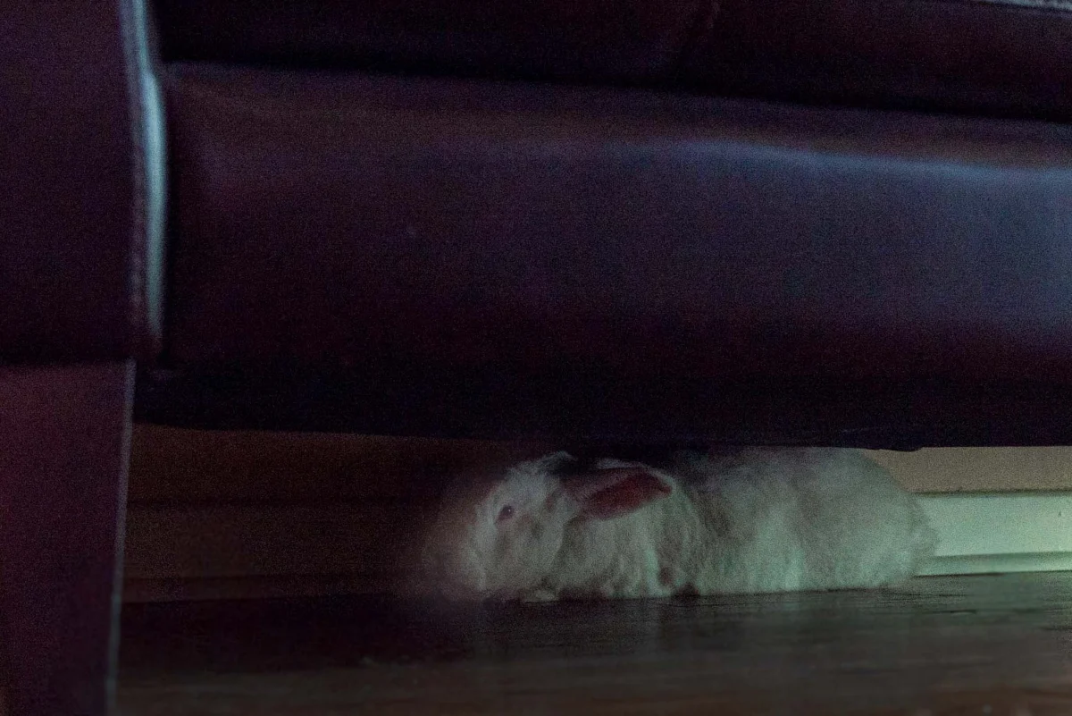 Belinda under the couch