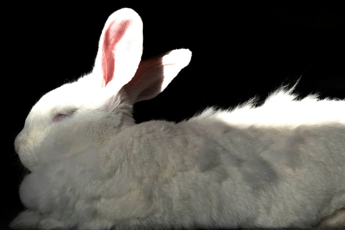 Belinda Says Hay: “Fur Emergency”