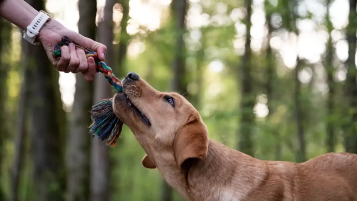 Why do Dogs Like Tug of War? Here’s 4 Reasons Why