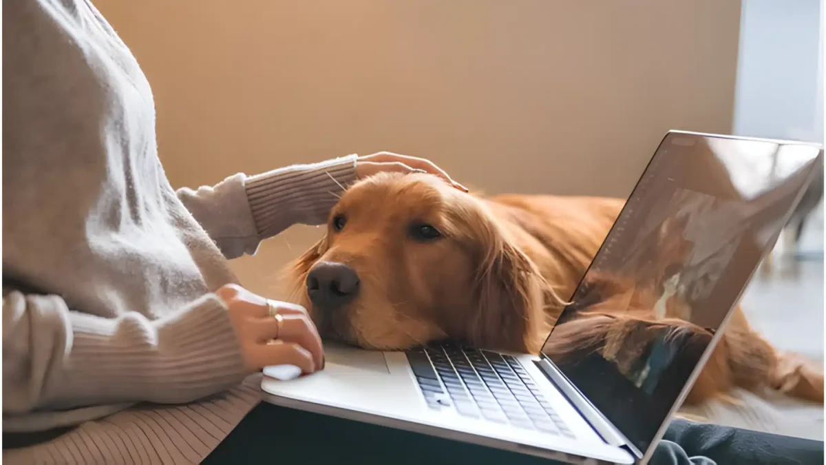 How Do Dogs Show Affection To Humans?