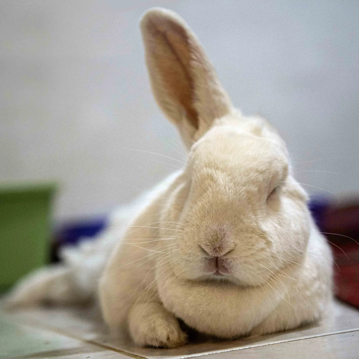 Belinda Says Hay: “More Sleep Questions”