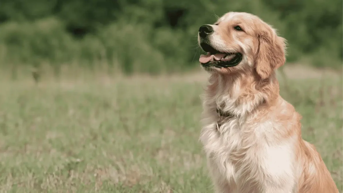 What You Need to Know About Dog Shock Collar Training?
