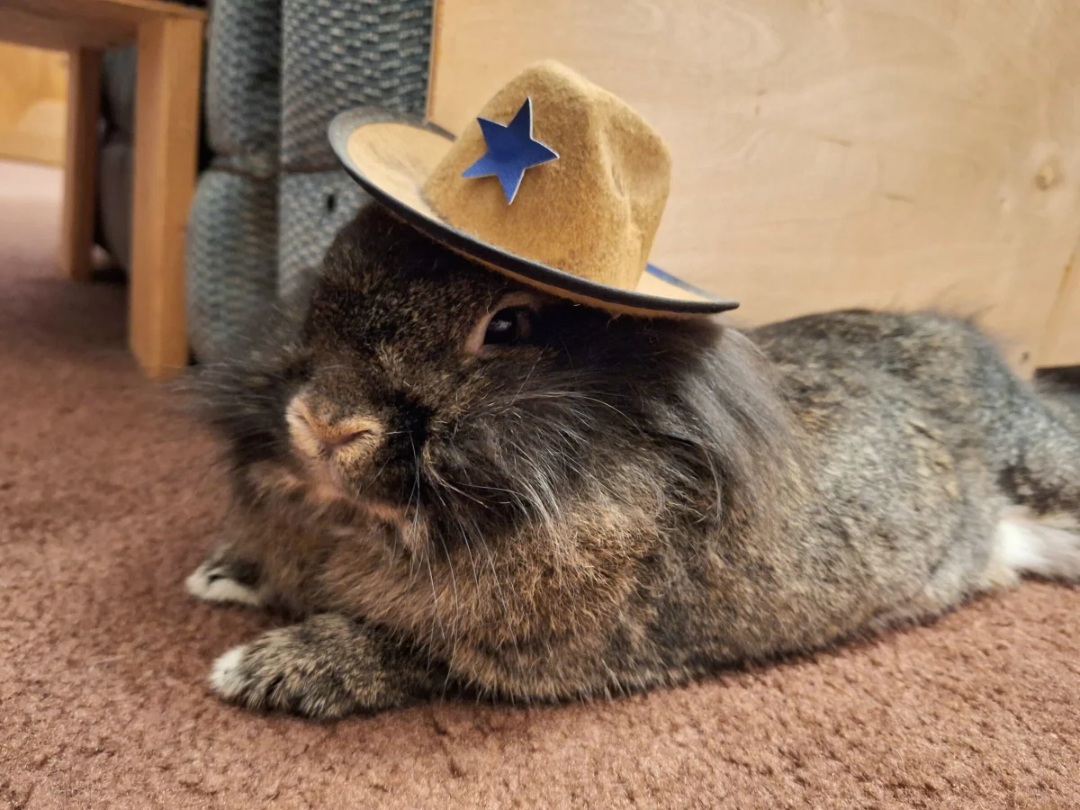 2 Luke in a hat