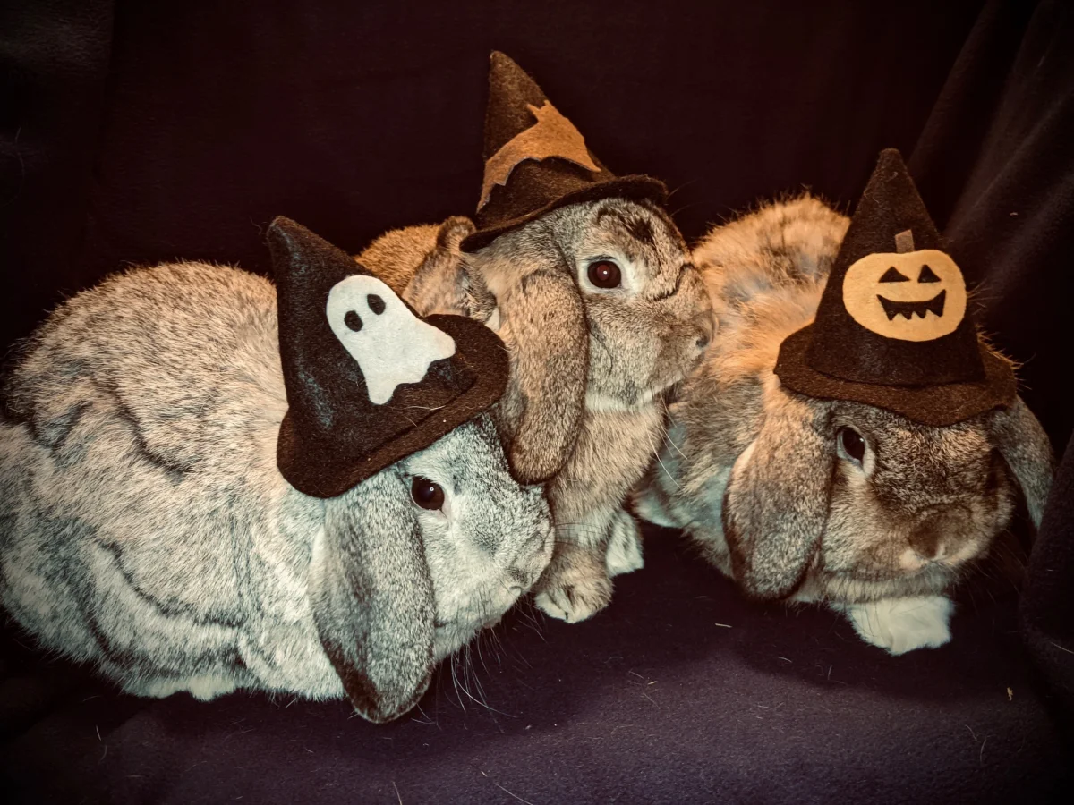 12 Mousie, Dainty and Sweet Potato