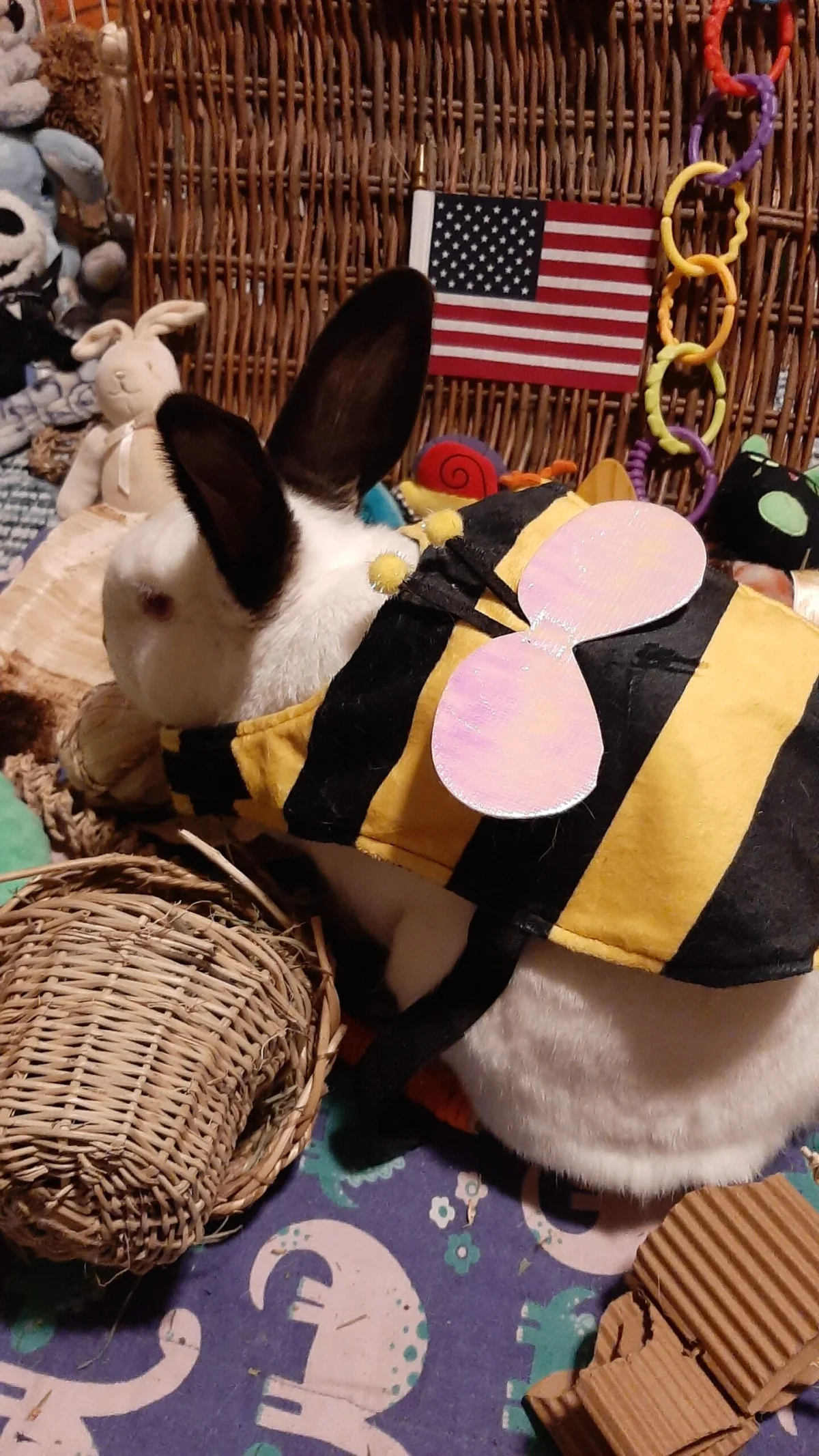 6 Curtis the Californian bunny.