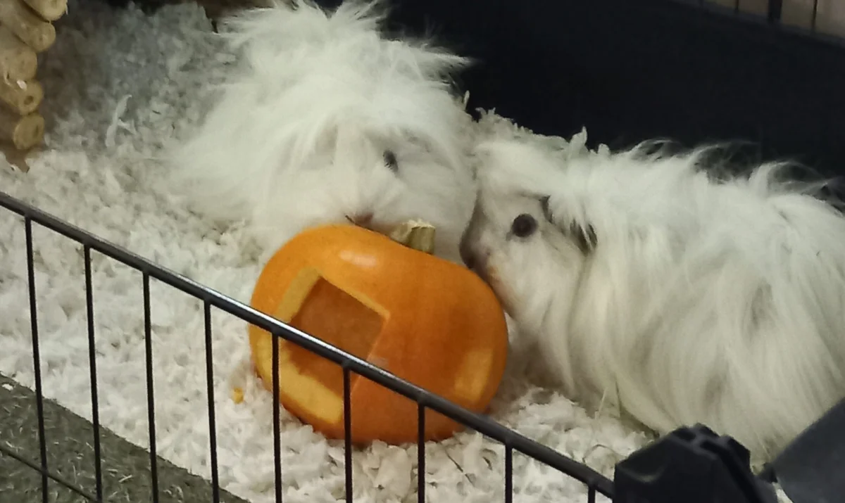 3 Cookie and Cream and pumpkin