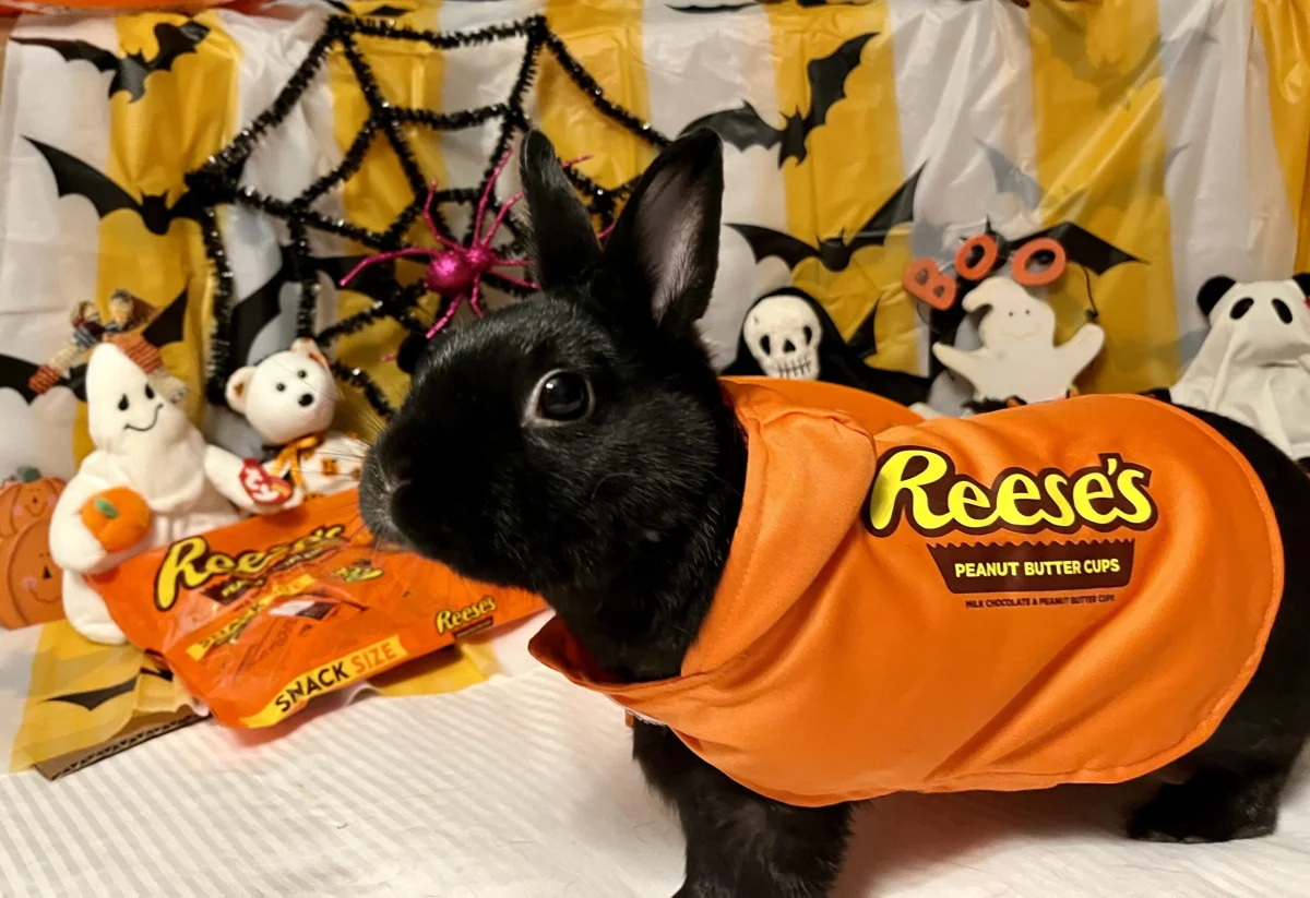 Sweetest Reeses cup: Thunder