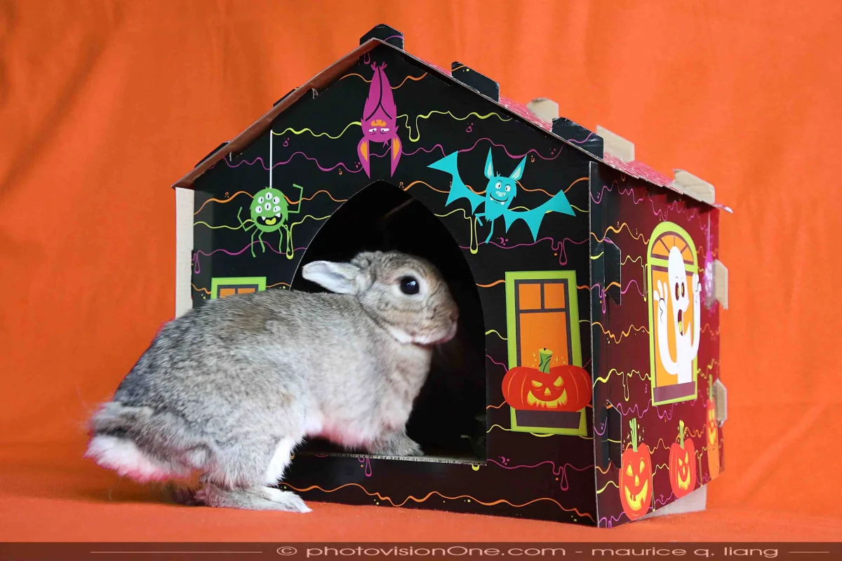 Belinda Says Hay: “Your Fun Halloween Photos”