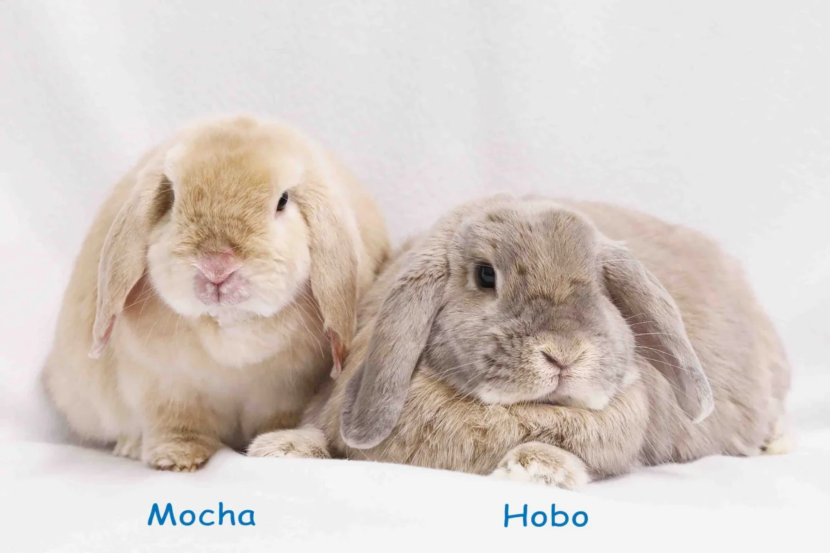 Mocha and Hobo