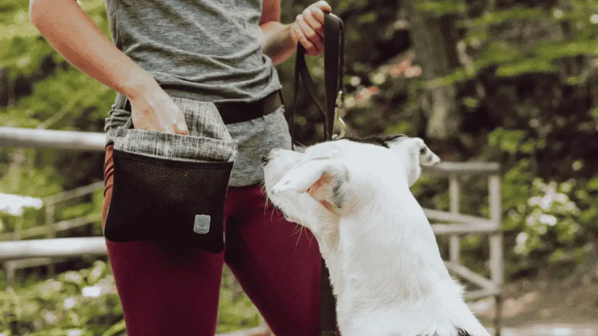 Which is the Best Dog Treat Pouch and How to Choose?