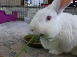 Belinda Says Hay: “How To Be A Rabbit Dad“