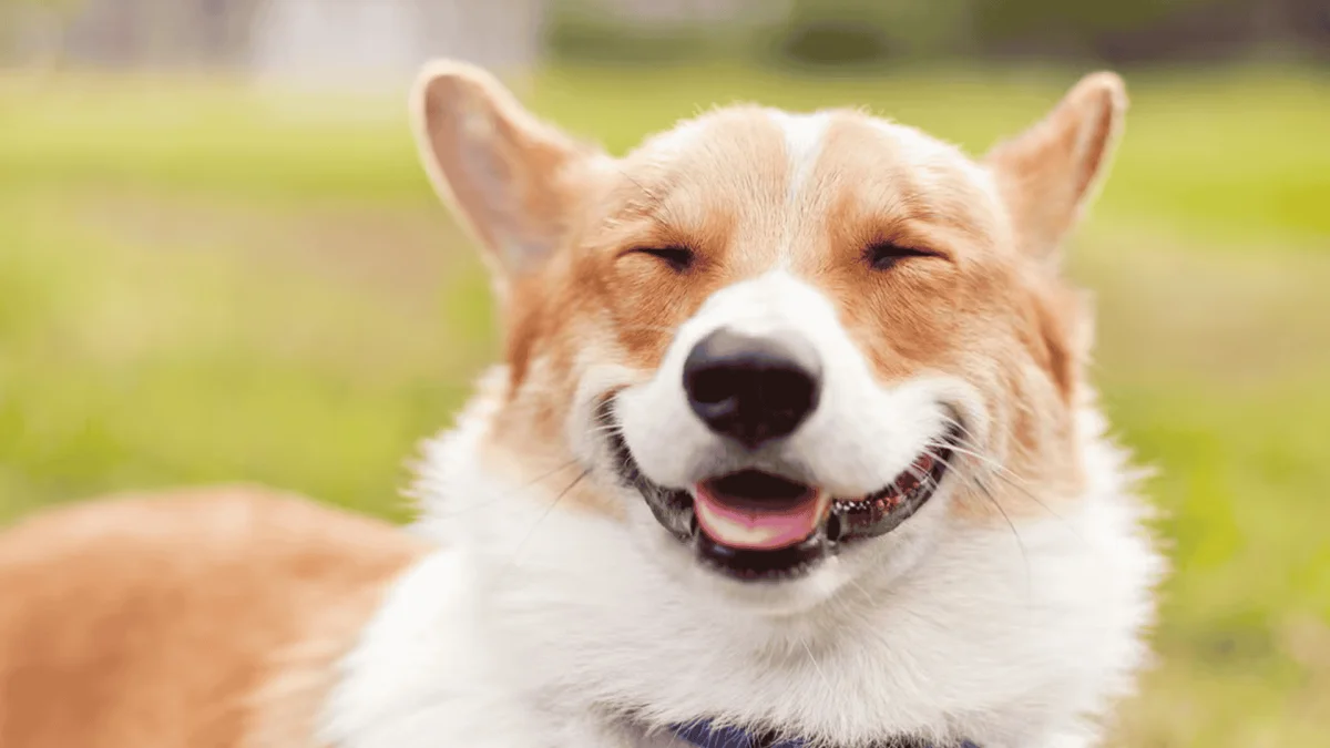 Close-up of a happy Pembroke Welsh Corgi with eyes closed and mouth open in a smile against a blurred green outdoor background