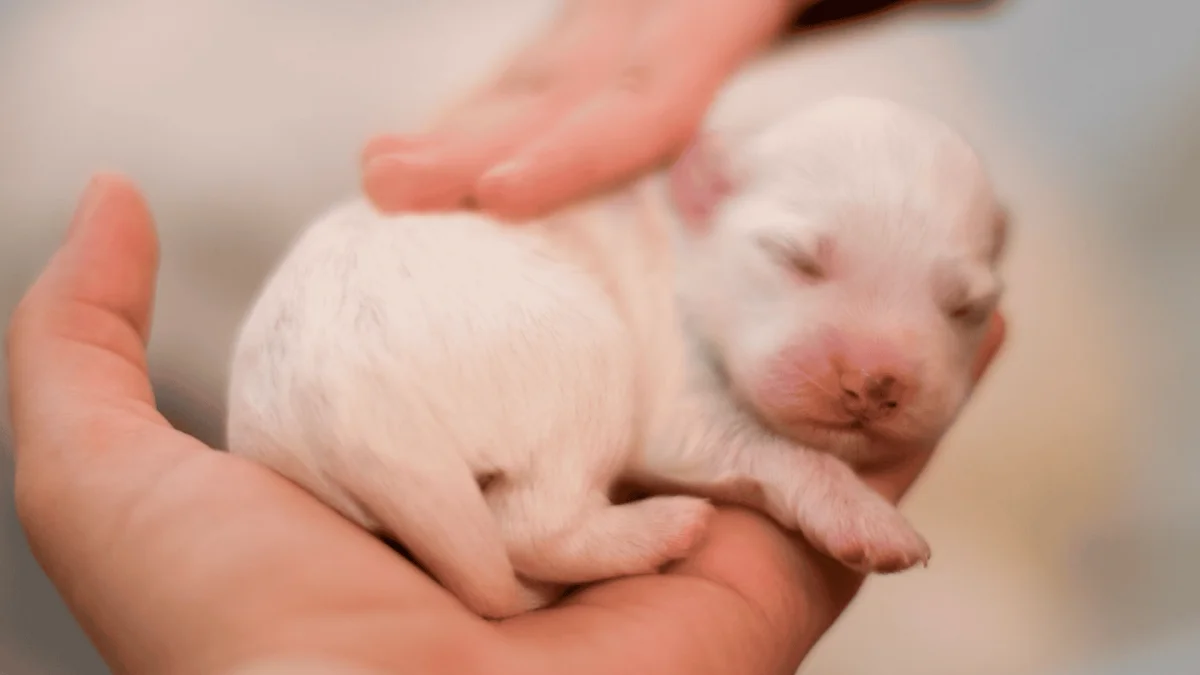 A tiny, sleeping white newborn puppy rests comfortably in the cupped palms of a person's hands